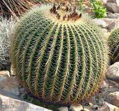 GOLDEN BARREL CACTUS 3 gal