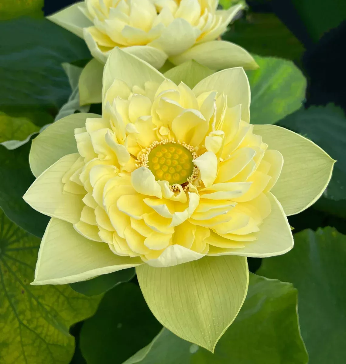 Golden Builder Lotus – Super Bloomer!