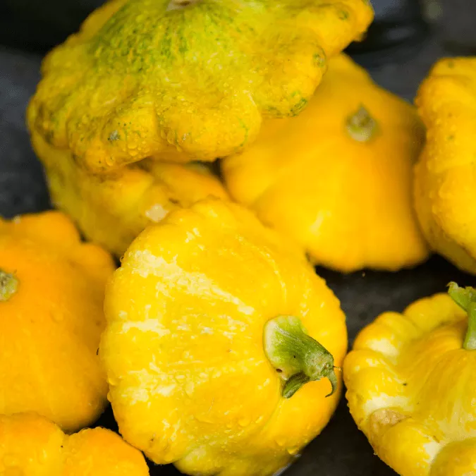 Golden Bush Scallop Summer Squash (Organic)
