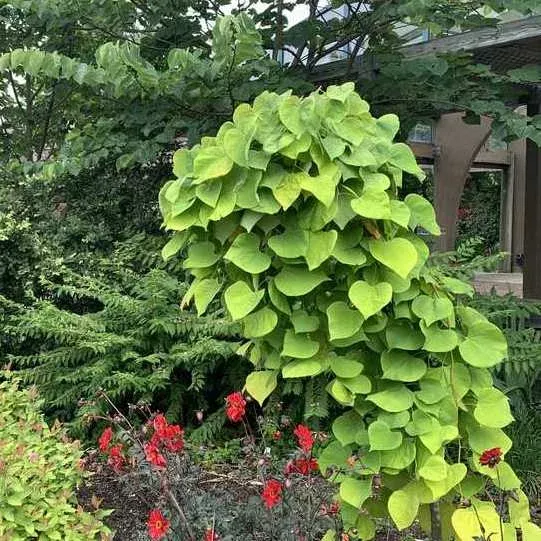 Golden Falls Redbud – Cercis Canadensis