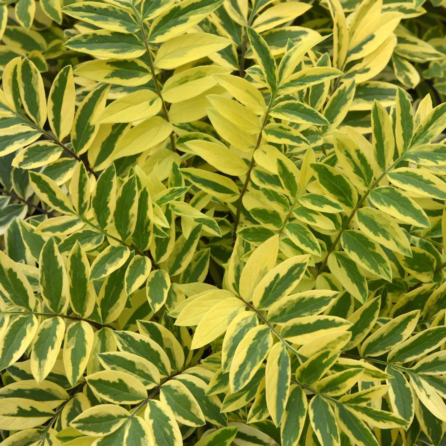 ‘Golden Feathers’ Jacob’s Ladder (Polemonium)