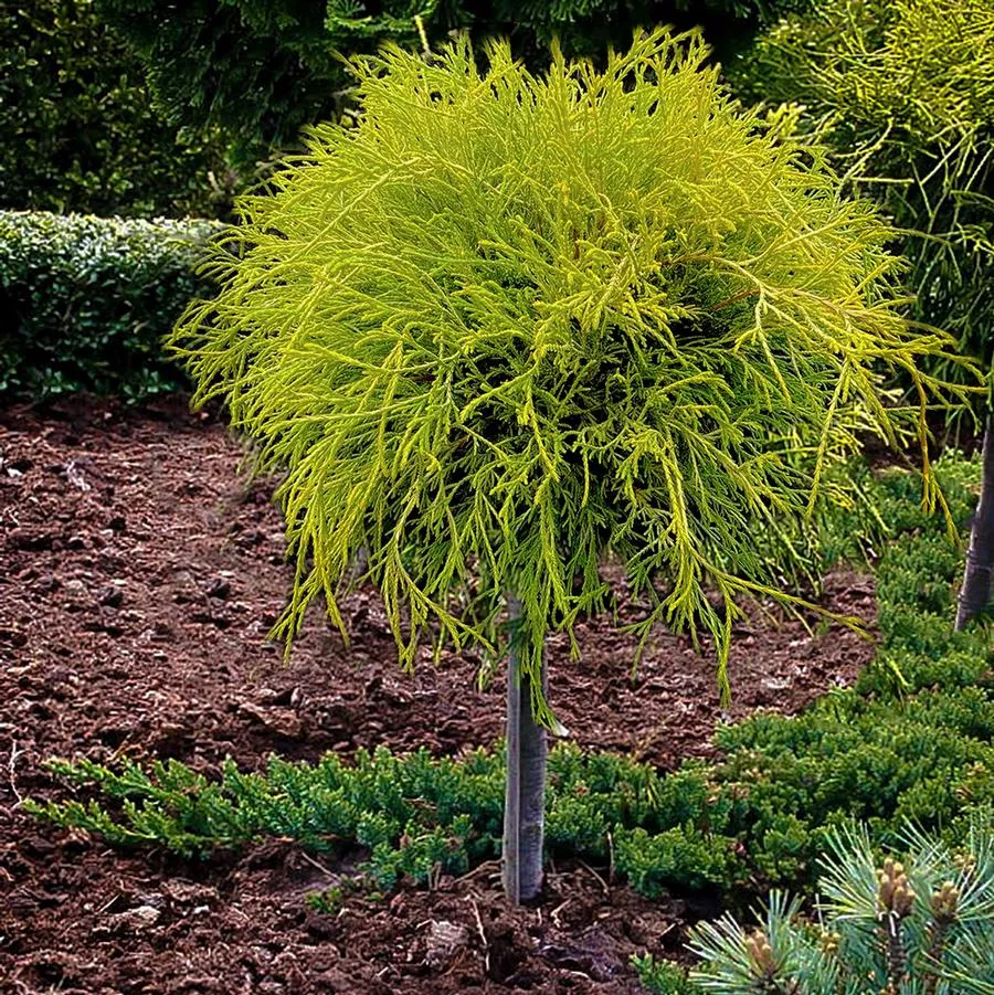 Golden Mops False Cypress – Standard