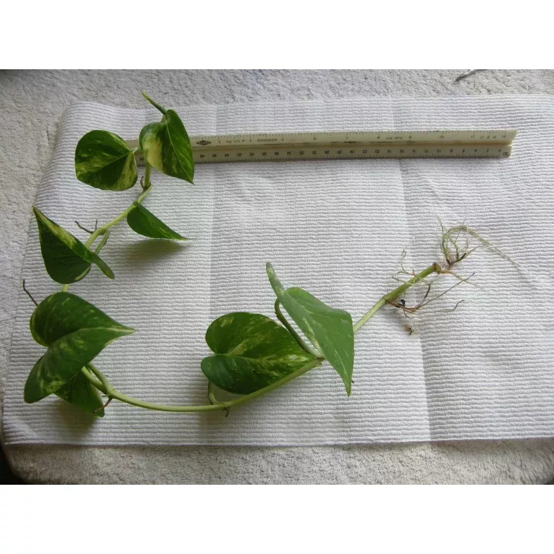 Golden Pothos Bare Root Plant - Devil's Ivy with Three 6"-18" Rooted Vines - Epipremnum aureum
