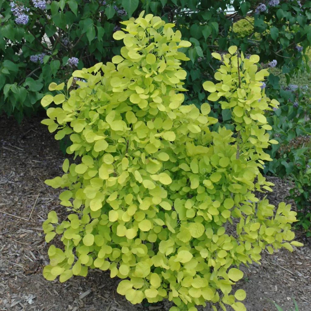 Golden Spirit Common Smoketree