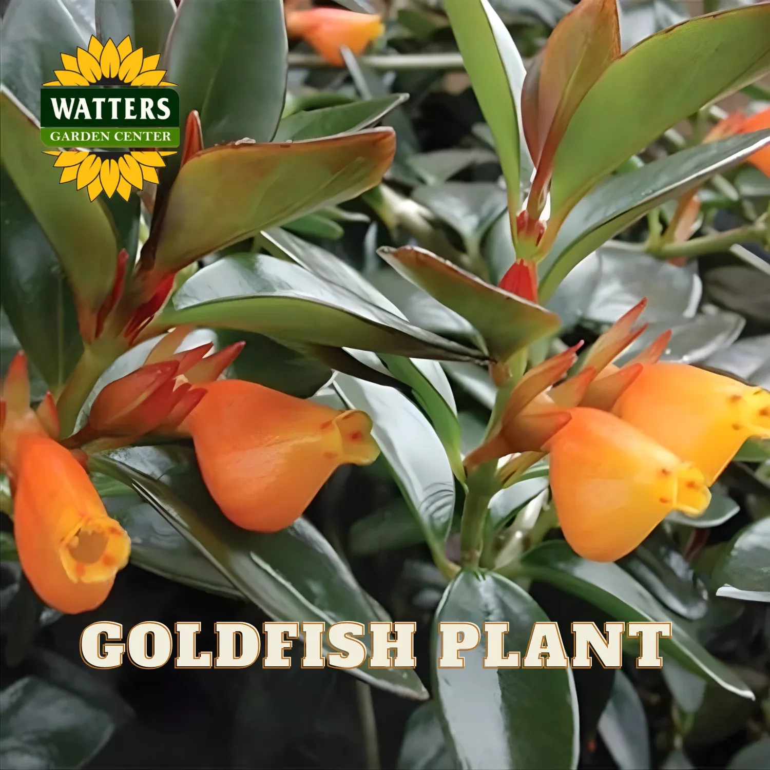 GOLDFISH 6 in