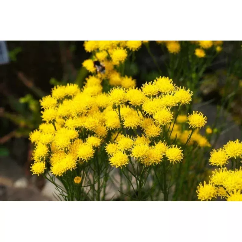 Goldilocks Aster Flower Seeds - 20 Pack, Yellow, Aster linosyris, Starwort for Planting