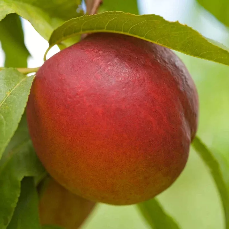 Goldmine White Nectarine