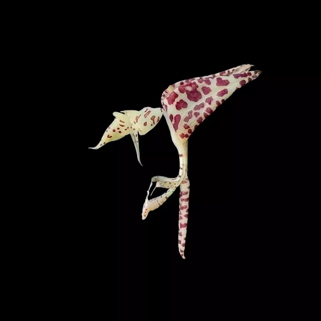 Gongora nigropunctata