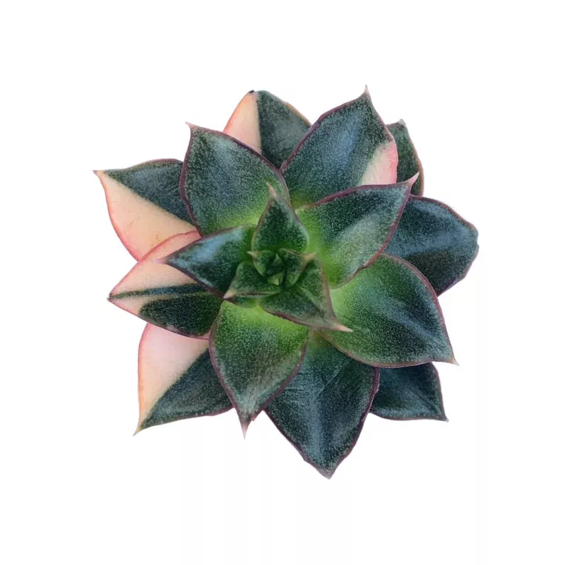 The Good, The Bad and The UGLY! Echeveria Monocerotis, Variegata