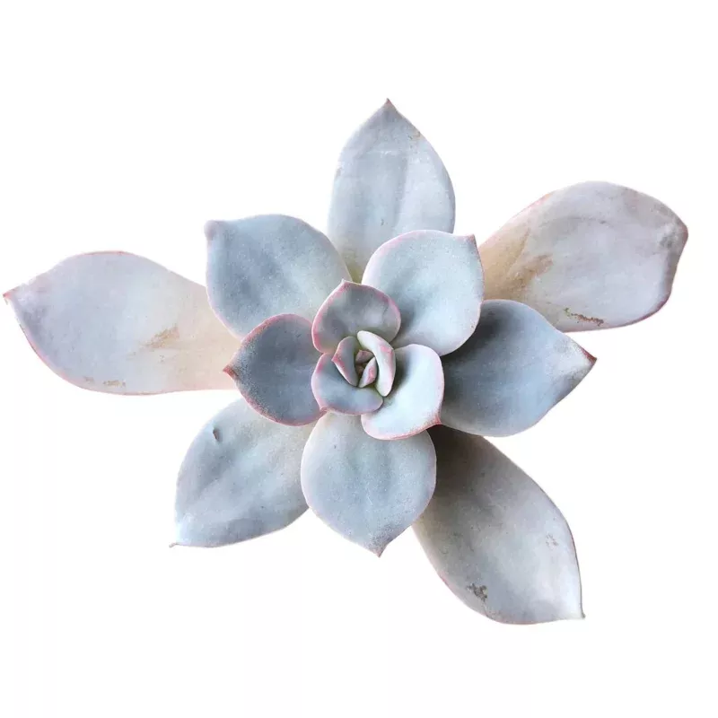 The Good, The Bad and The UGLY! Echeveria Pearl