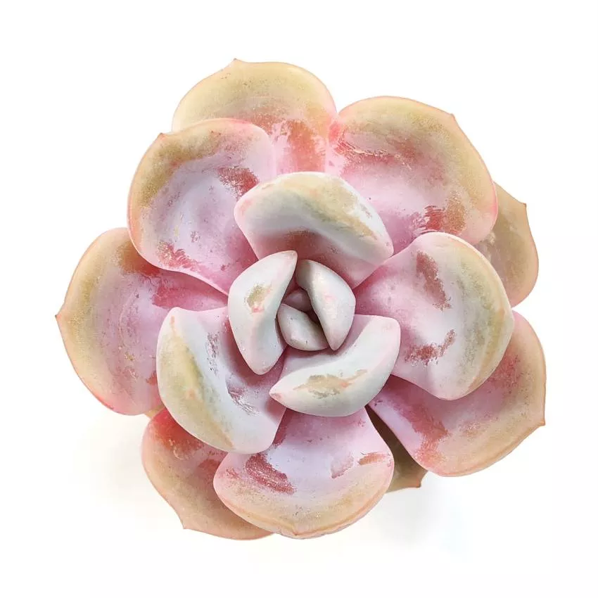 THE GOOD, THE BAD and The UGLY SALE! Echeveria 'Drawn'