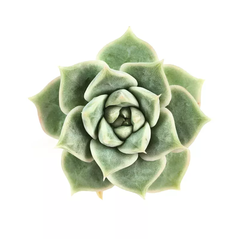 THE GOOD, THE BAD and The UGLY SALE! Echeveria Helena