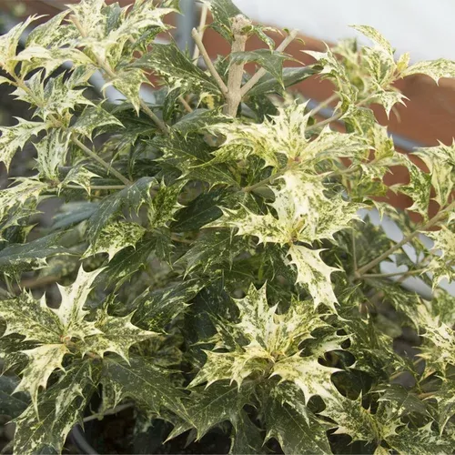 Goshiki False Holly