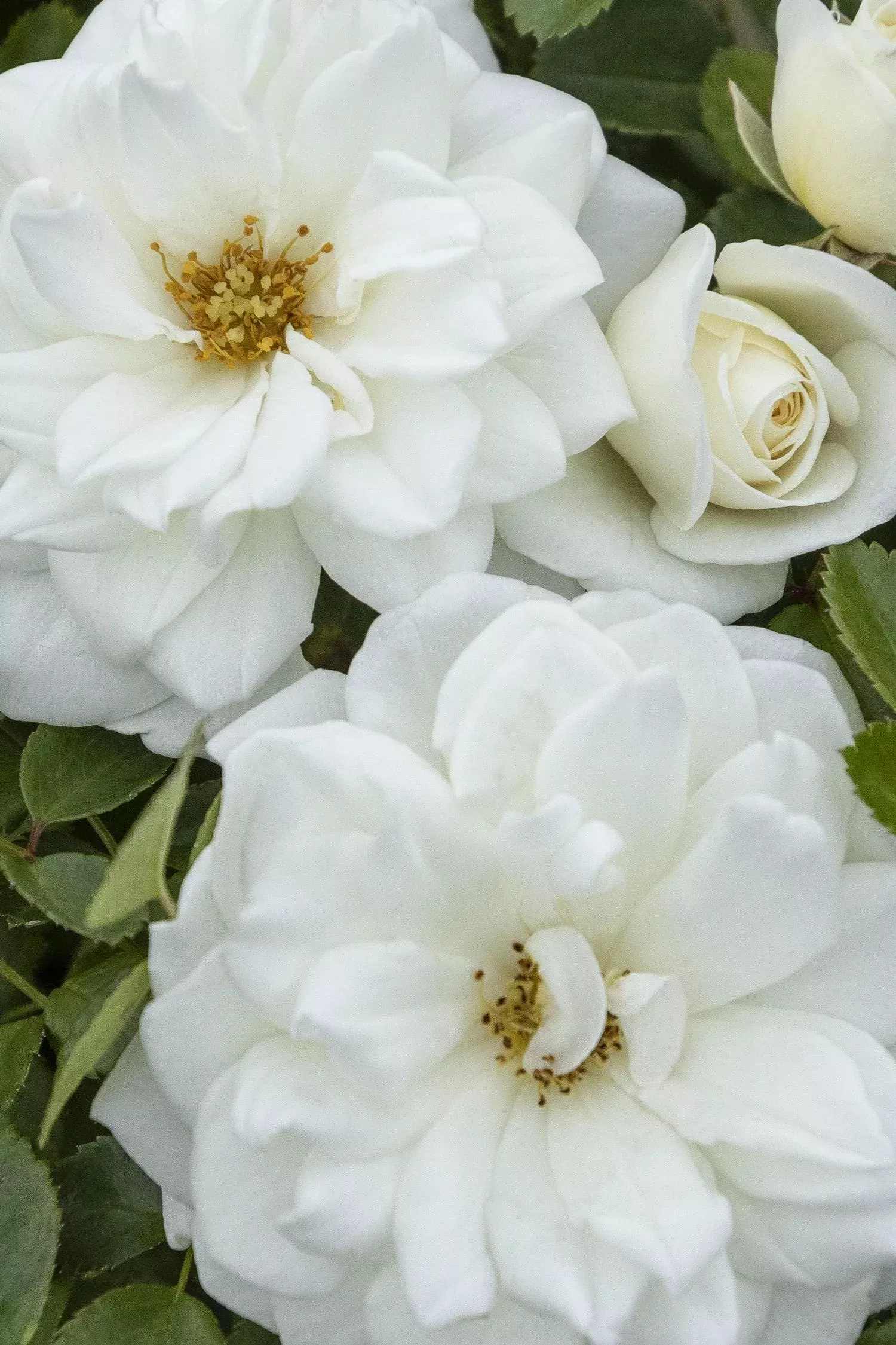 GRACE N GRIT WHITE ROSE 2gal