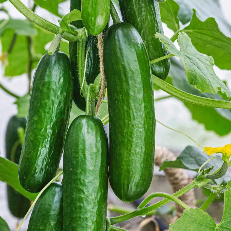 Grafted Cucumber 'Picolino'
