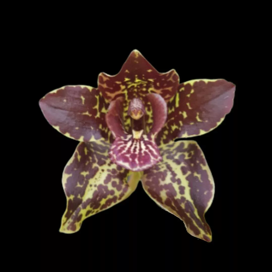 Grammatophyllum martae x Grammatophyllum stapeliiflorum