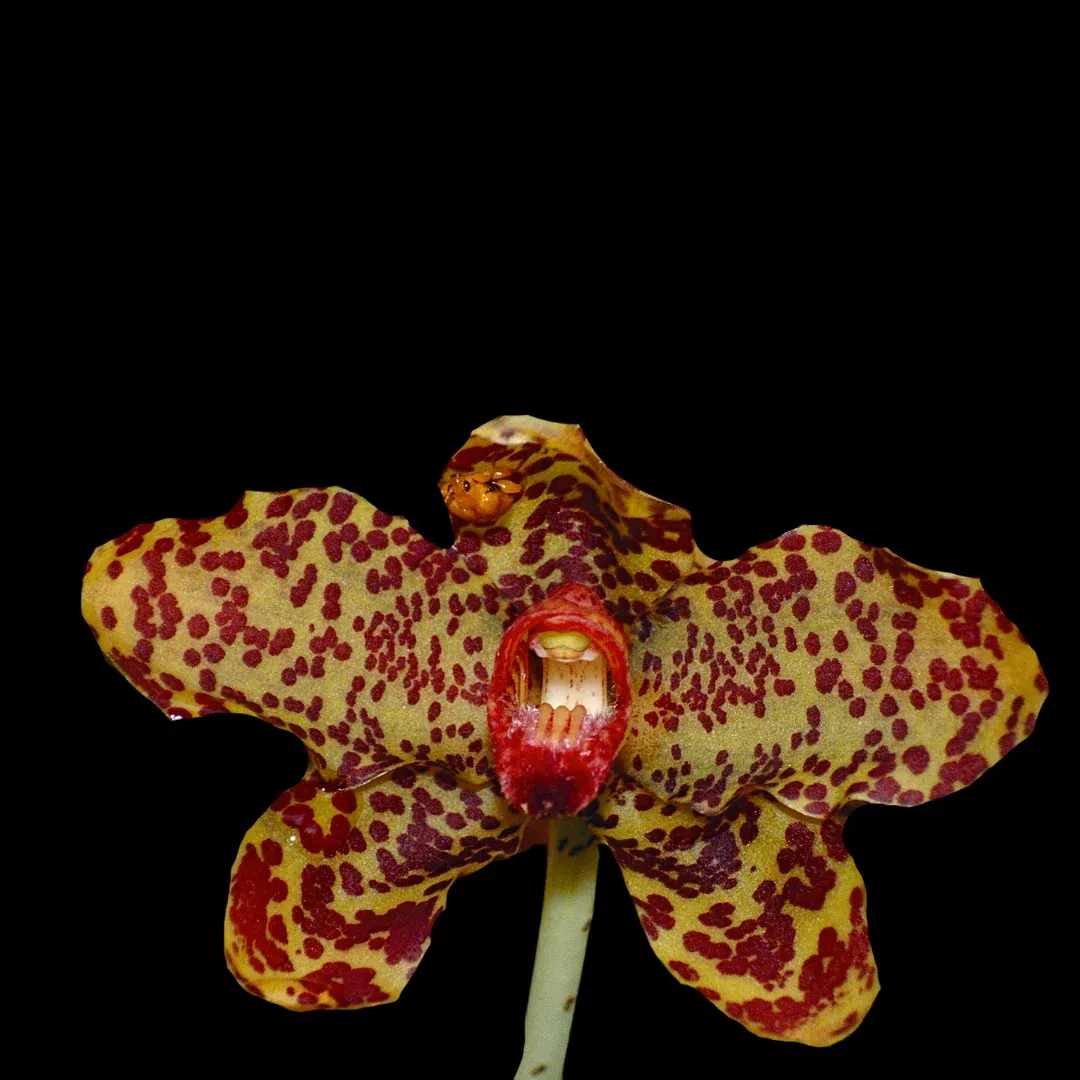 Grammatophyllum speciosum
