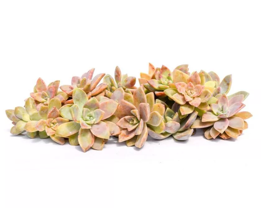 Graptopetalum Succulent Cuttings 20 Pack