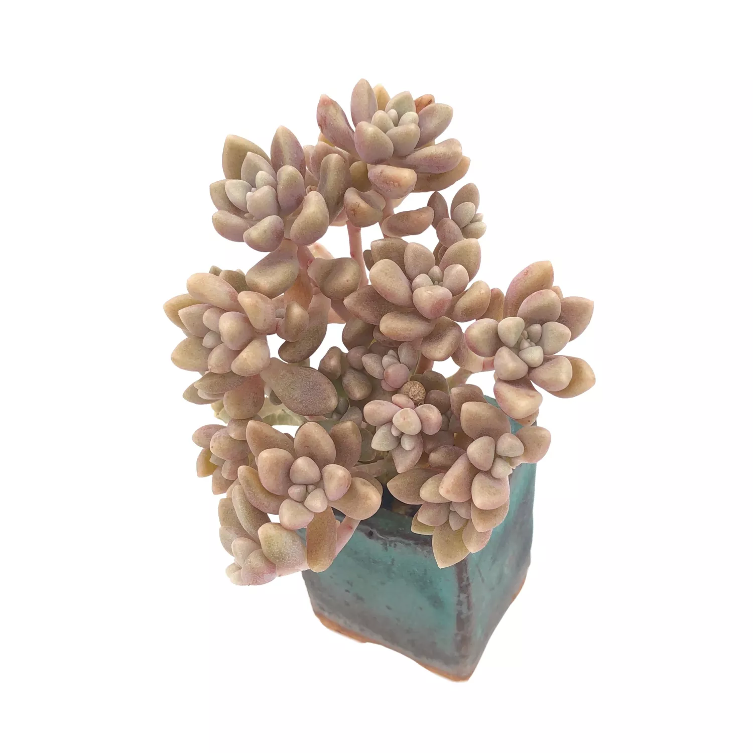 Graptosedum Vera Higgins