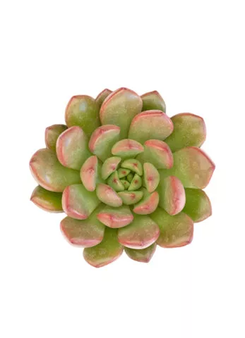 Graptoveria Bashful - 2.5