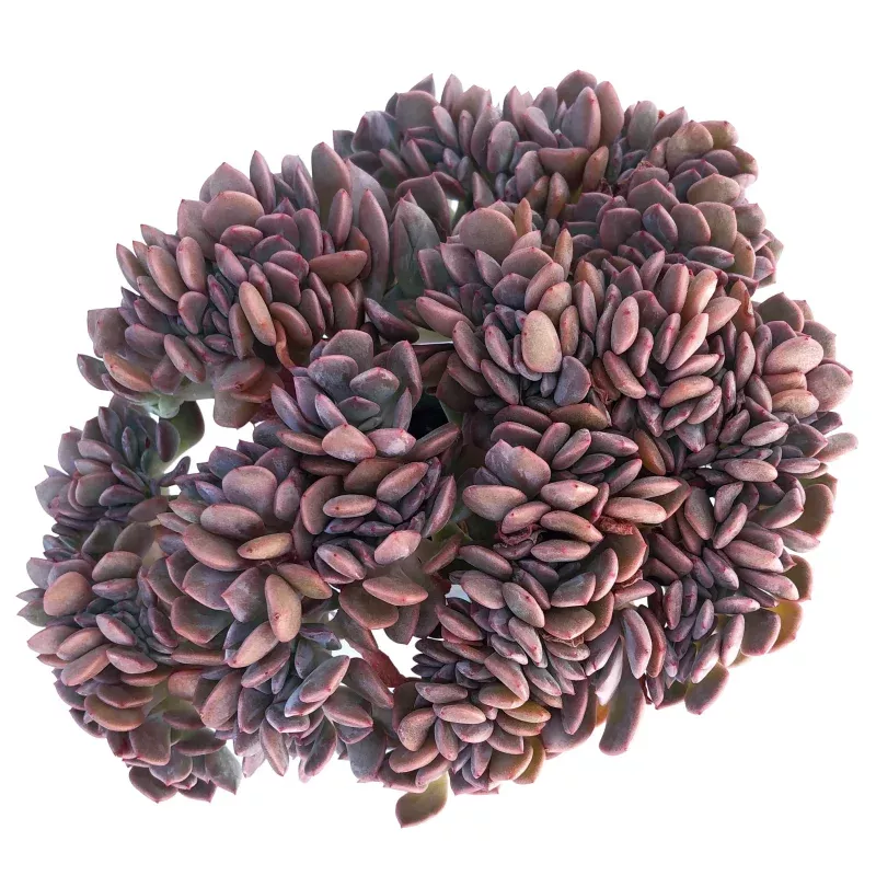 Graptoveria Debbie Cristata, Large