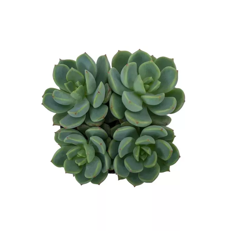 Graptoveria 'Titubans' - 2.5IN