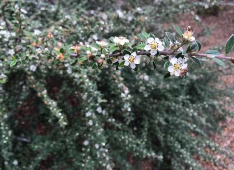 GRAY LEAF COTONEASTER 3/5gal
