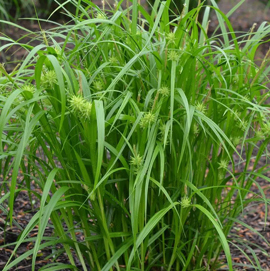 Gray’s Sedge