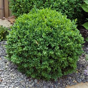Green Gem Boxwood