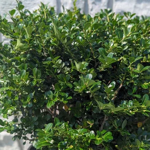 Green Luster Japanese Holly