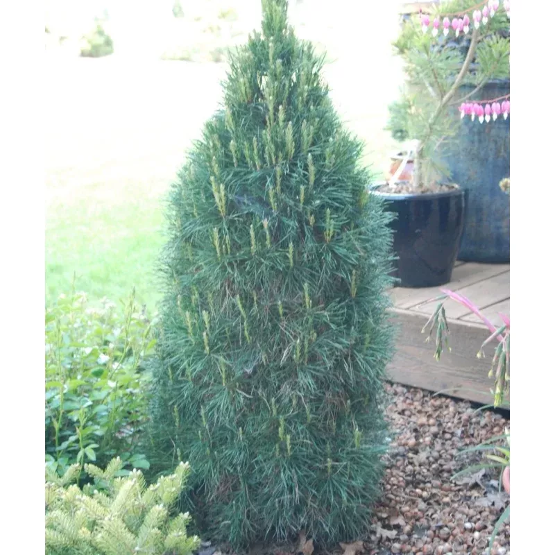 Green Penguin Scotch Pine
