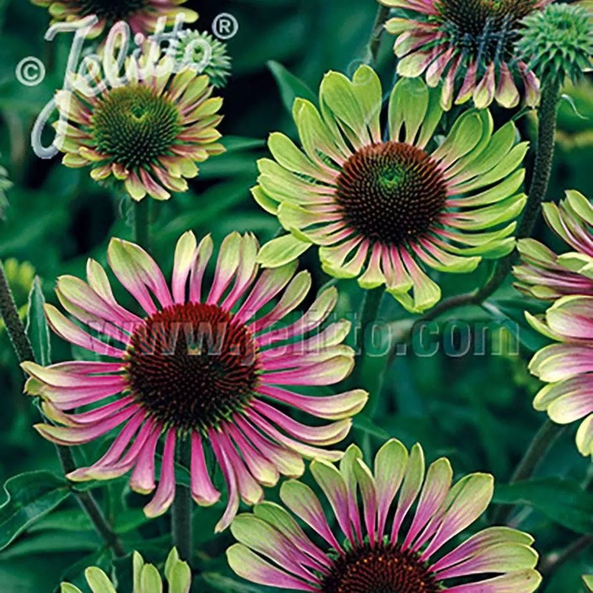‘Green Twister’ Coneflower