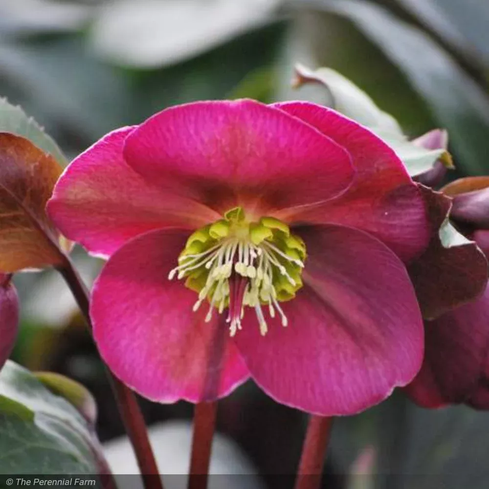 Greenwood Creek Nursery