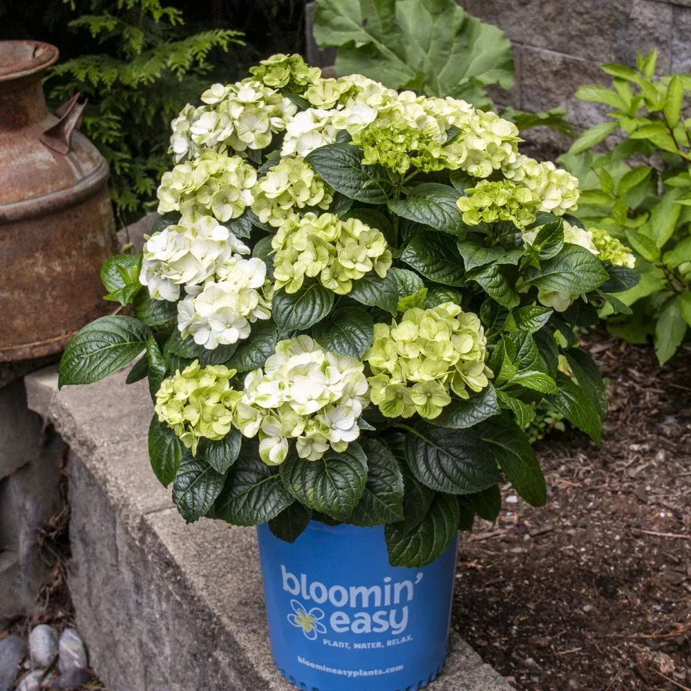 ‘Grin and Tonic’™ Bigleaf Hydrangea