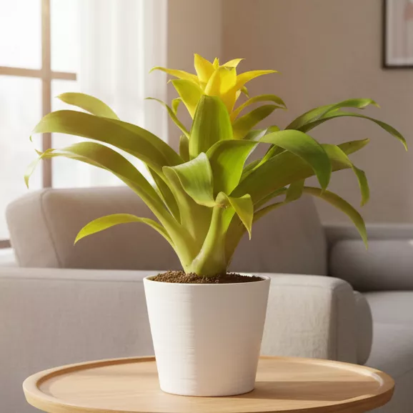 Guzmania hybrid Yellow
