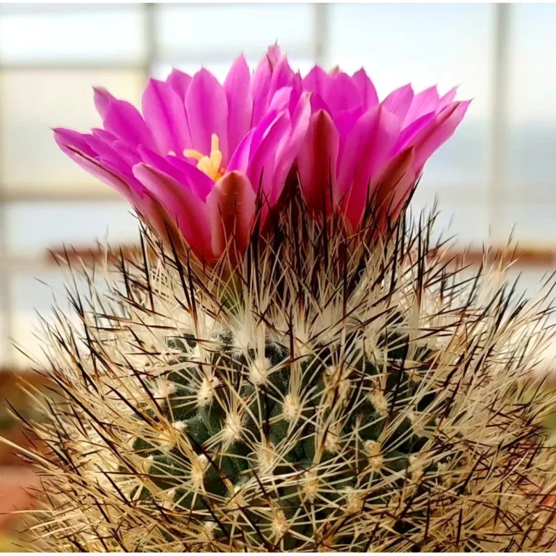 Gymnocactus mandragora SEEDS