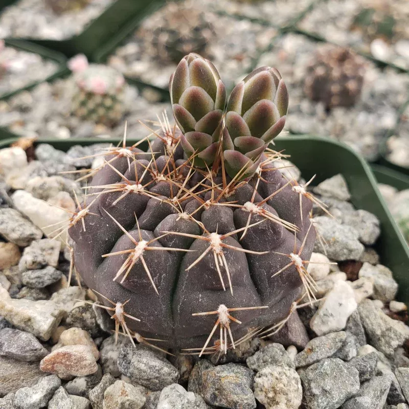 Gymnocalycium cordobense Chin