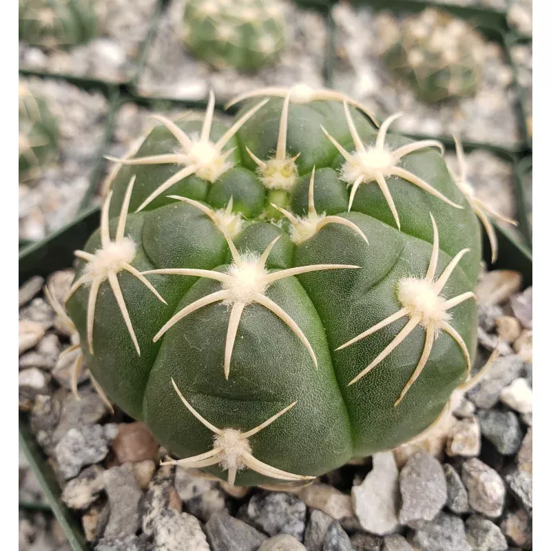 Gymnocalycium denudatum brasillense