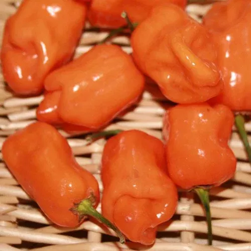 Habanero Orange Pepper