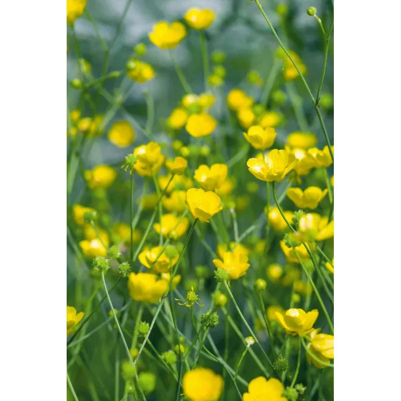 Hairy Buttercup Plant