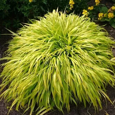 Hakonechloa Macra `All Gold`