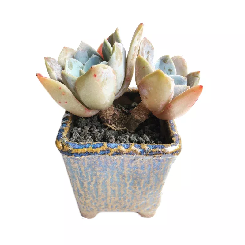 Handmade Korean Vessel + Echeveria Bambino
