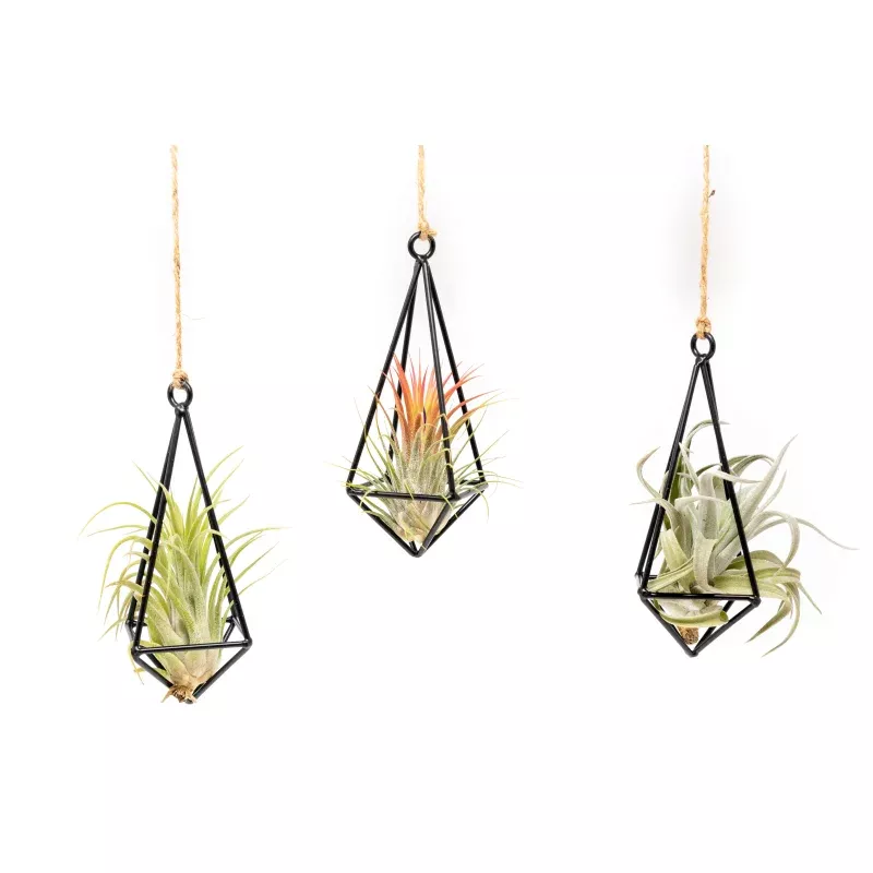Hanging Metal Pendant with Assorted Tillandsia Air Plants