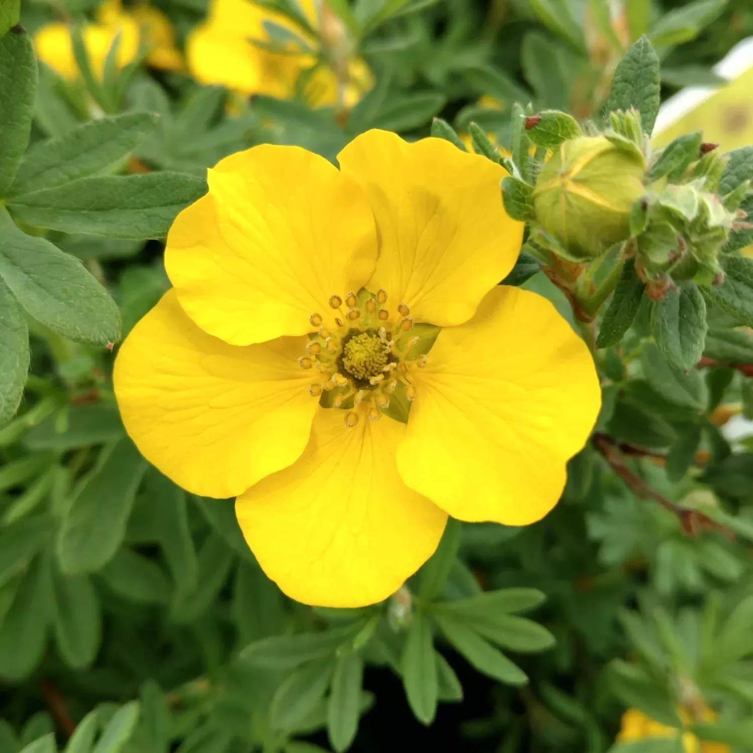 Happy Face Yellow Potentilla