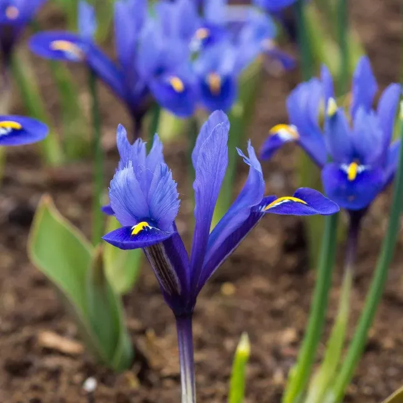 “Harmony” Dwarf Iris Bulbs (Pack of 20)