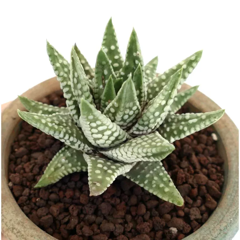 Havorthia cv 'ZENIGATA'