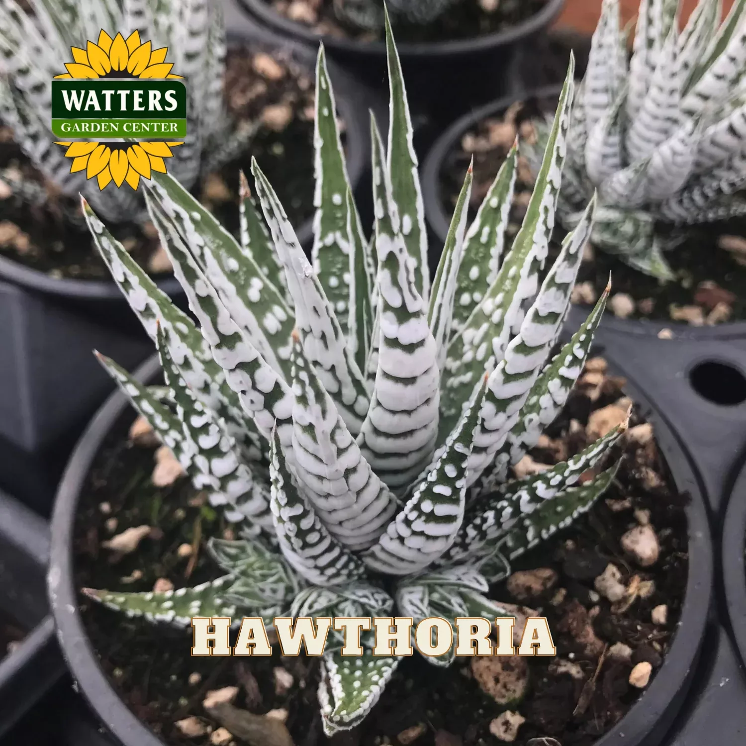 HAWORTHIA 4in