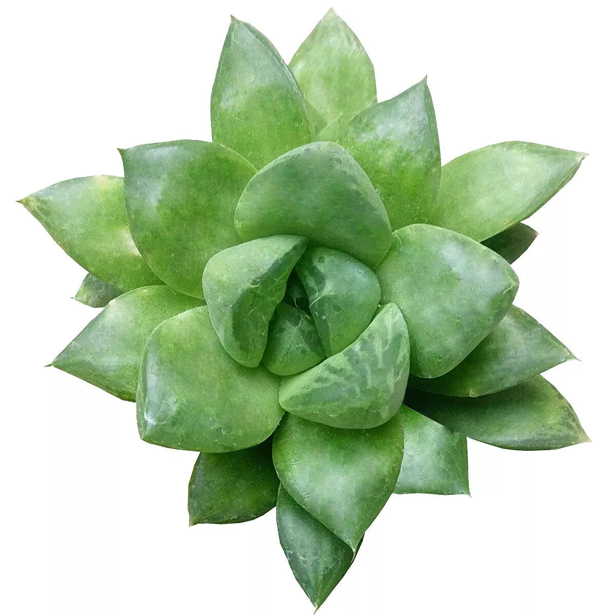 Haworthia cuspidata - Star Window Plant