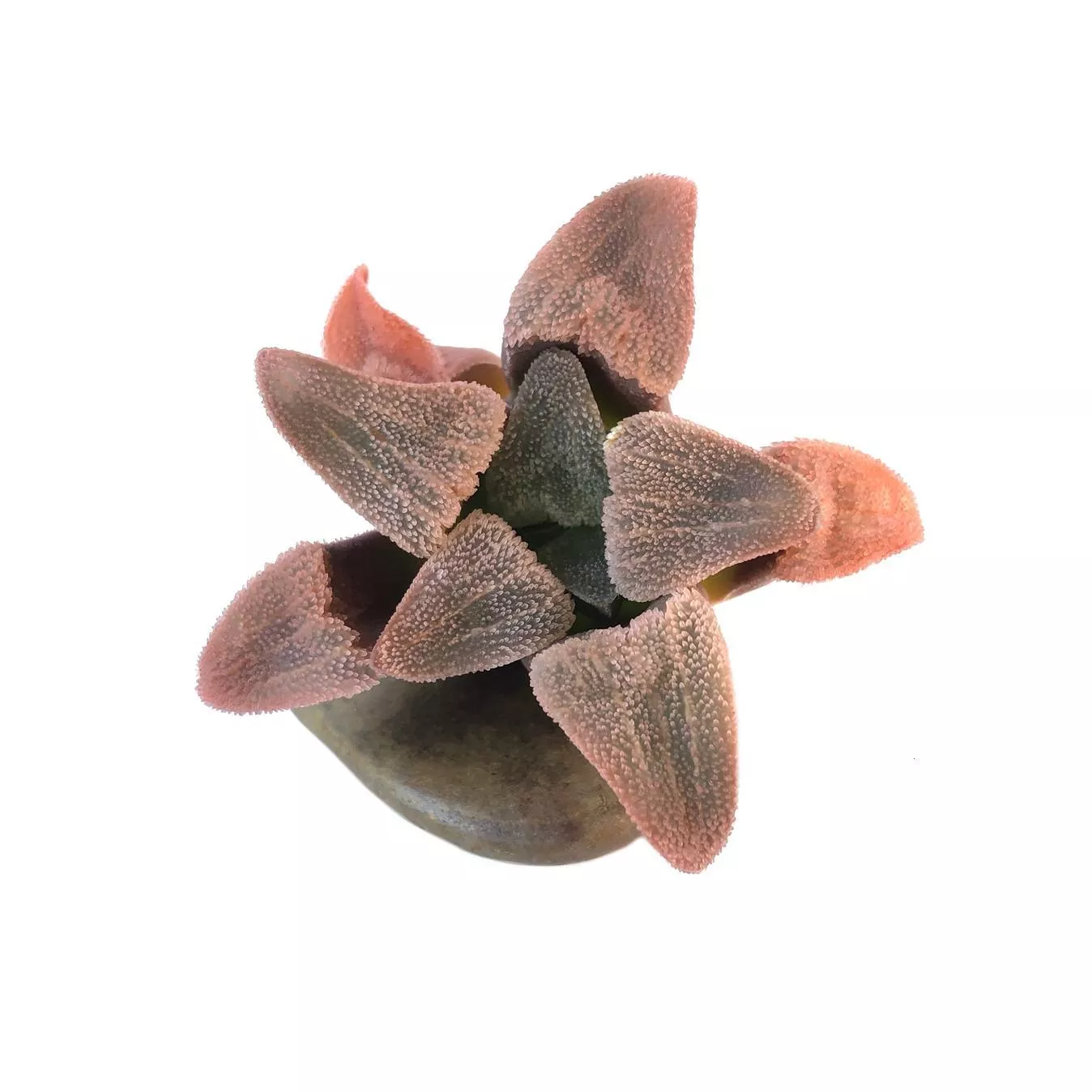 Haworthia Pygmaea Hybrid, (Video)