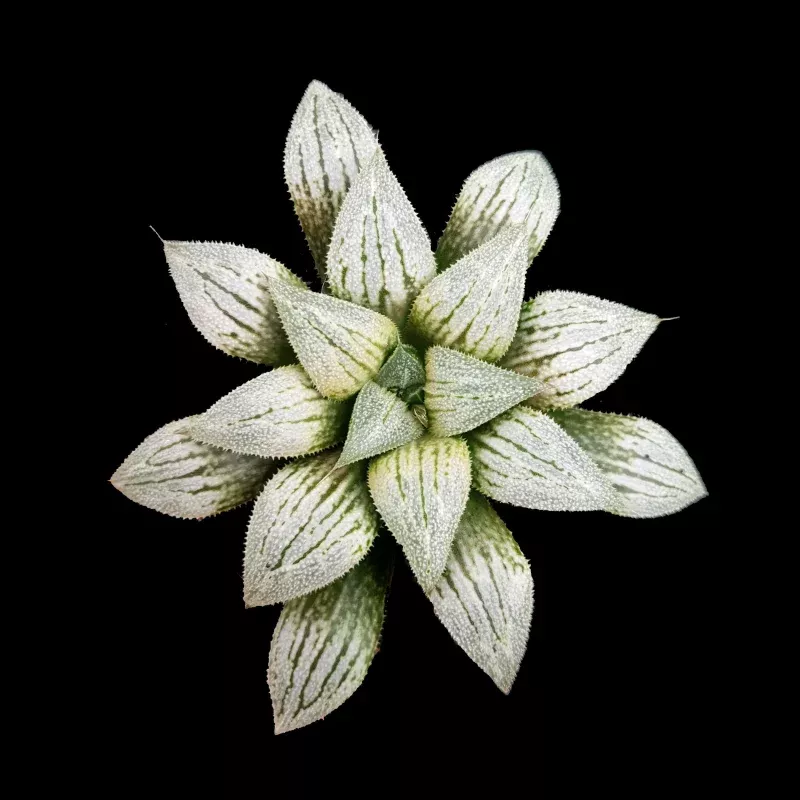Haworthia 'Silver Kiwi'